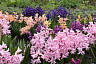 В Саратове распустились цветы добродетели и любви