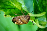 Саратовцу на Кумысной поляне позировали клопы 
