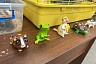 Саратовцам в День эколога дарили букеты из лекарственных трав 