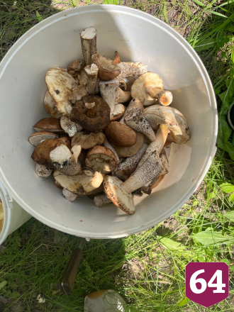 Саратовцы собирают грибы ящиками и ведрами