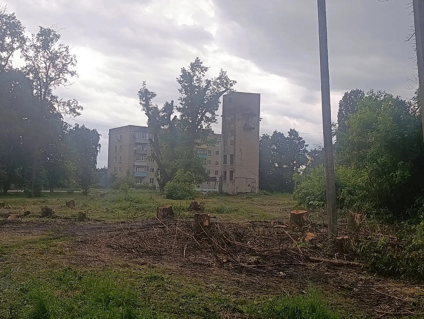 Горожане поблагодарили депутата Госдумы за помощь в спиле сухостоя